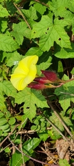 Camonea vitifolia
