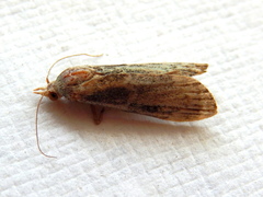 Heteromicta tripartitella