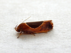 Hoplomorpha abalienella