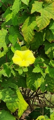 Camonea vitifolia