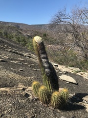 Coleocephalocereus aureus