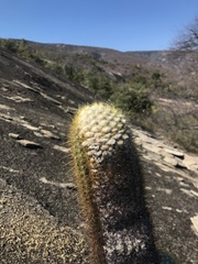 Coleocephalocereus aureus