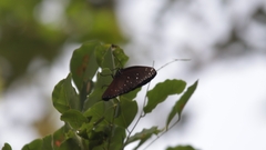 Euploea phaenareta