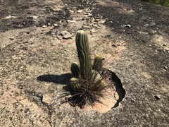 Coleocephalocereus aureus