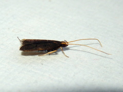 Lecithocera terrigena