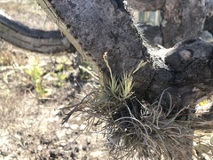 Tillandsia loliacea
