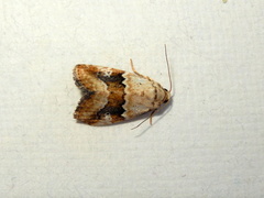 Maliattha amorpha