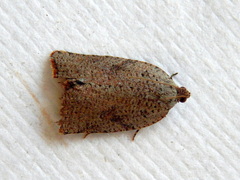 Meritastis laganodes