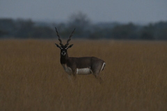 Antilope cervicapra
