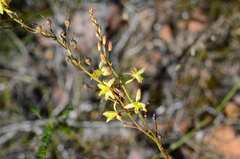 Bulbine filifolia