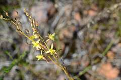 Bulbine filifolia