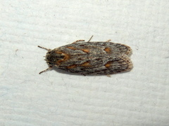 Phylomictis sarcinopa