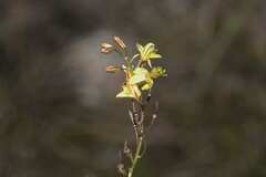 Bulbine filifolia