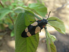 Agelia petelii