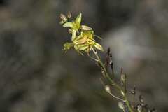 Bulbine filifolia