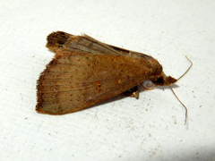 Rhapsa suscitatalis