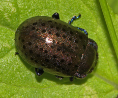 Chrysolina exanthematica