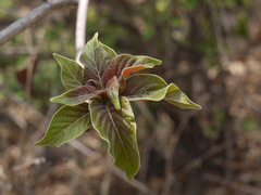 Hymenodictyon orixense