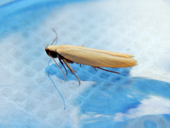 Scieropepla polyxesta