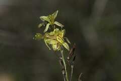 Bulbine filifolia
