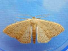 Scopula optivata