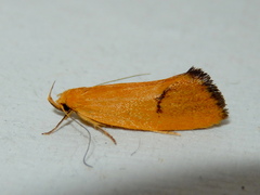 Telocharacta hemicroca