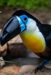 Ramphastos