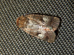 Thoracolopha flexirena