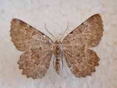 Charissa pullata