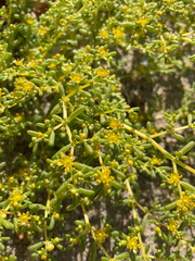Tetraena simplex