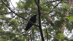 Corvus enca