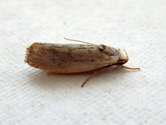 Tymbophora peltastis