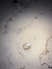 Haliotis kamtschatkana