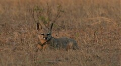 Vulpes bengalensis