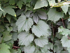 Vitis riparia