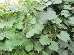 Vitis riparia