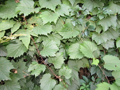 Vitis riparia