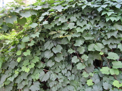 Vitis riparia
