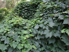 Vitis riparia