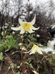 Erythronium citrinum