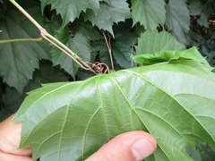 Vitis riparia