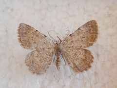 Charissa pullata