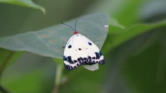 Chalcosia phalaenaria