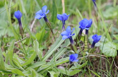 Gentiana verna