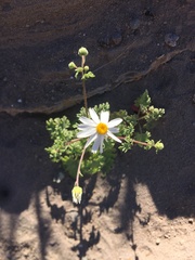 Perityle crassifolia robusta