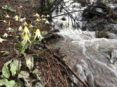 Erythronium citrinum
