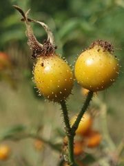 Rosa sherardii