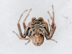 Xysticus marmoratus