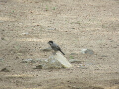 Melaniparus cinerascens