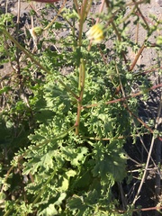 Perityle crassifolia robusta